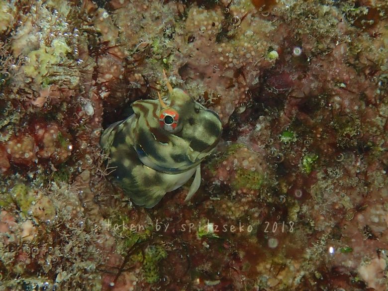 ホホグロギンポ