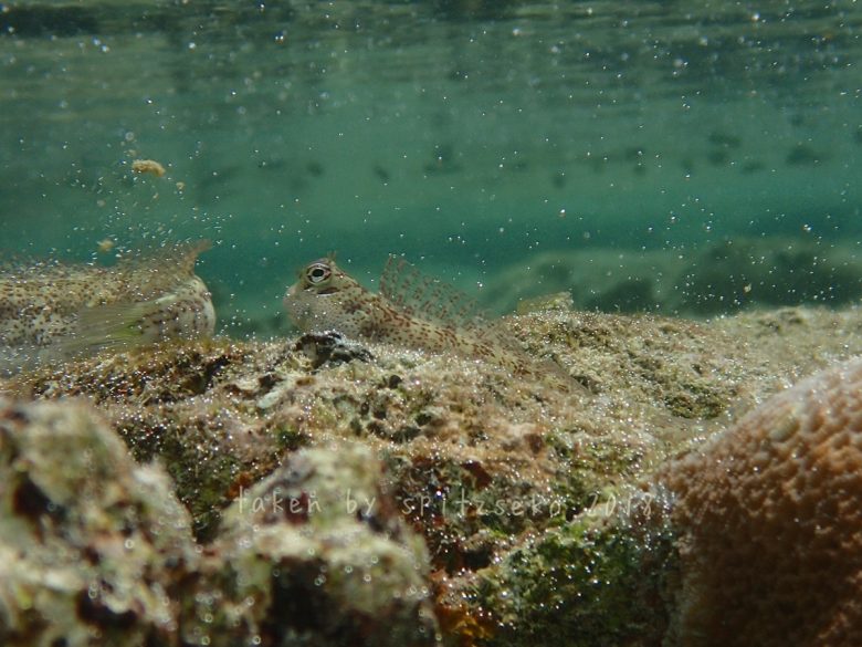 ハナカエルウオ