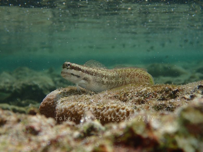 ハナカエルウオ