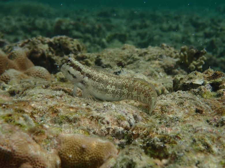 ハナカエルウオ