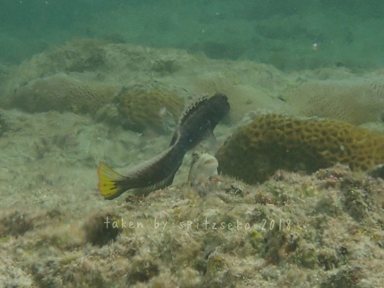 ホホグロギンポ