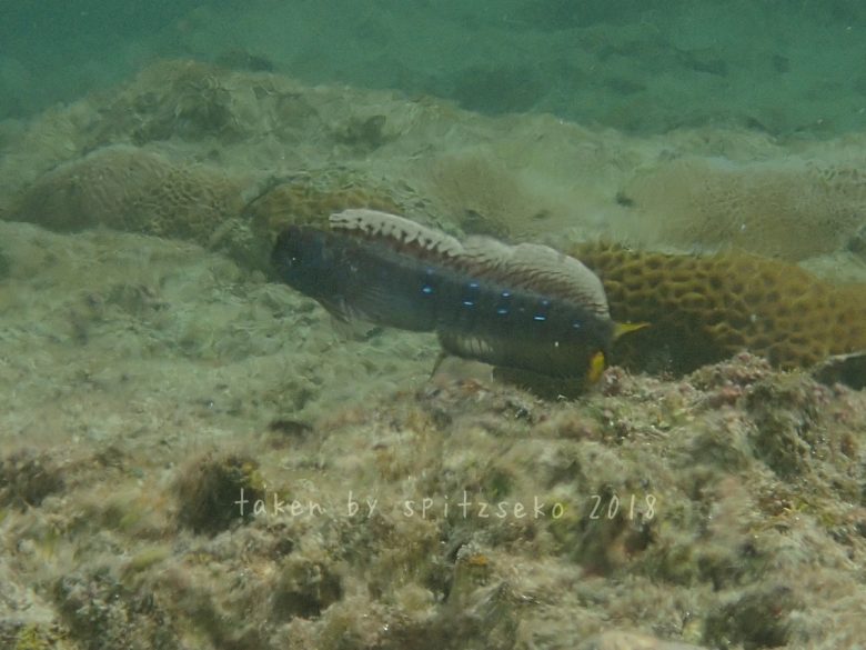 ホホグロギンポ