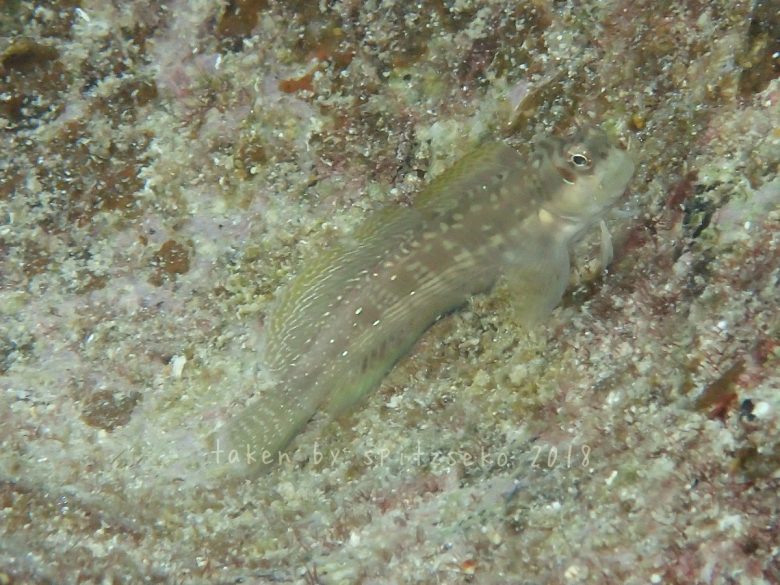 ホホグロギンポ