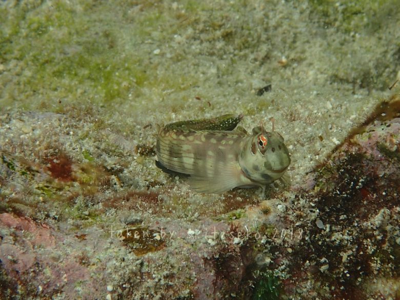 ホホグロギンポ