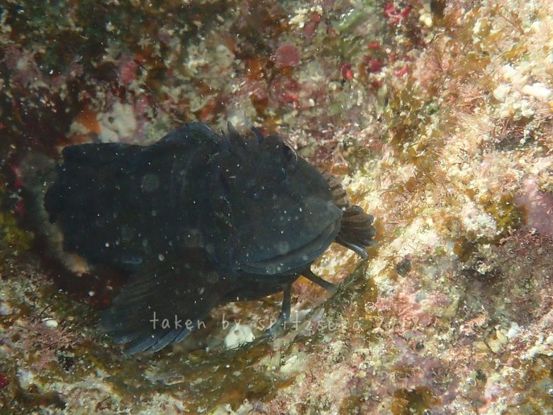 ニセカエルウオ