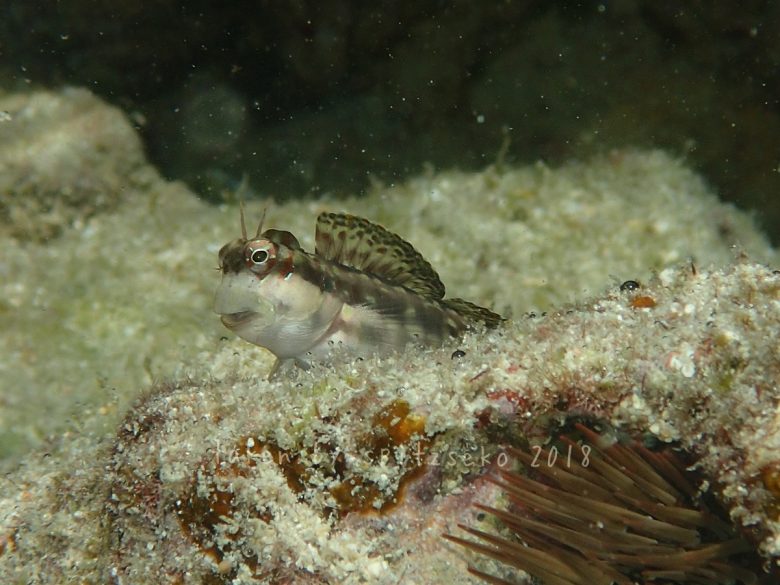 ホホグロギンポ