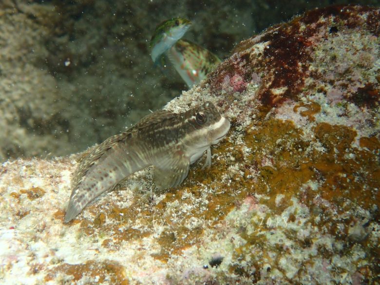 ニセカエルウオのメス