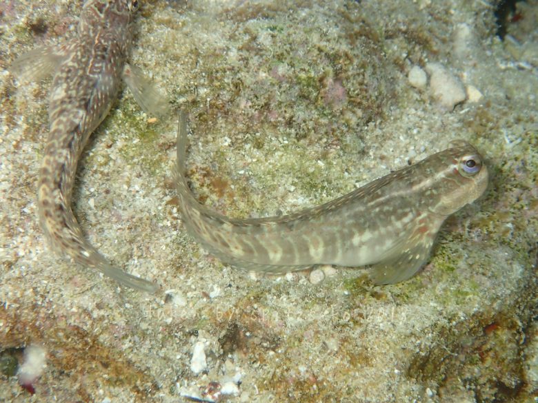 ニセカエルウオのメス