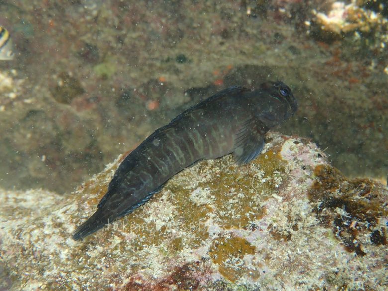 ニセカエルウオのオス