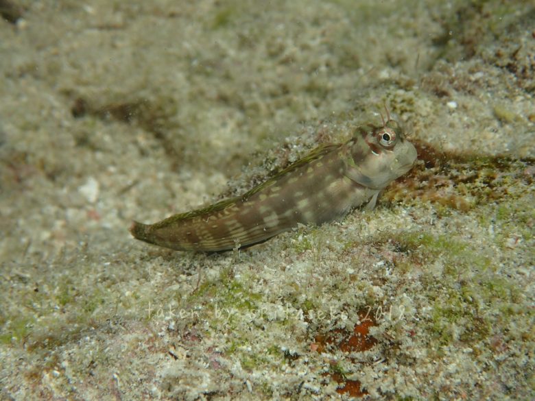 ホホグロギンポ