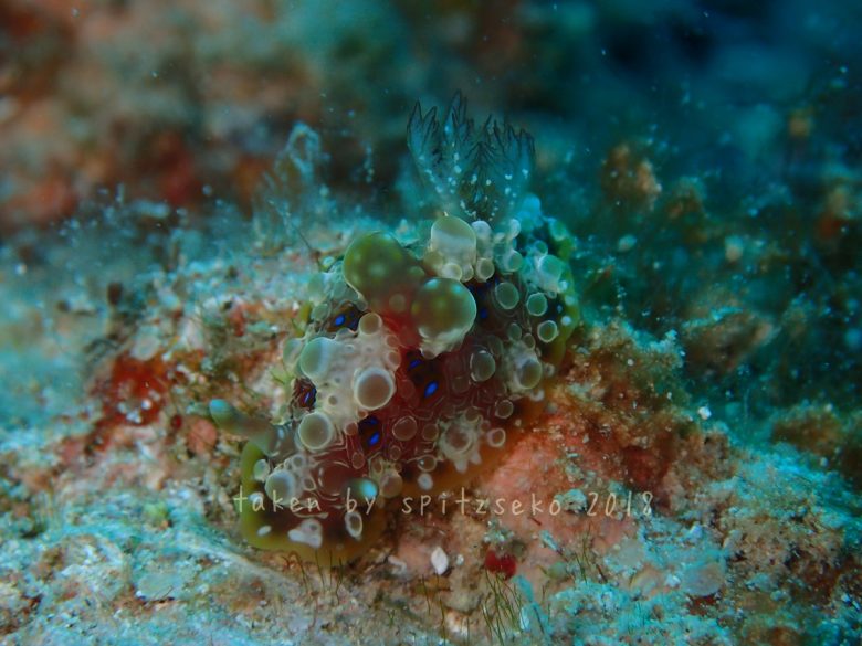 ミヤコウミウシ