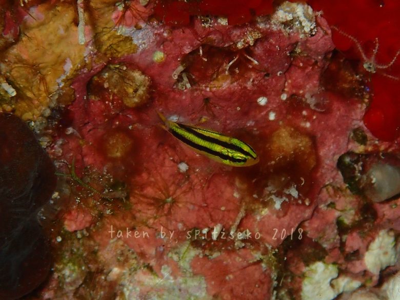 ヒレナガスズメダイ子供