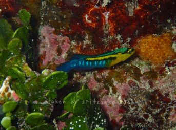 リュウキュウニセスズメ