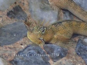 ヨダレカケしてますね~