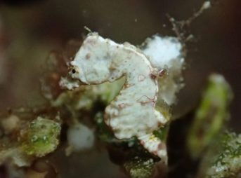 ヒポカンパス・ポントヒィ