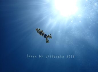 アオリイカ子供