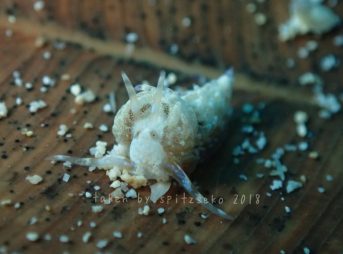 ナガヒゲミノウミウシかな?