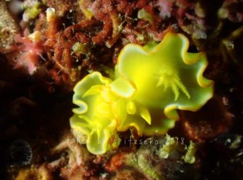 サフランイロウミウシ