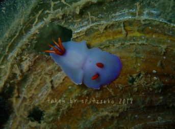 ツユクサイロウミウシ