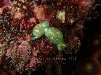 キホシミガキブドウガイ