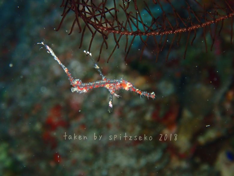 ニシキフウライウオ