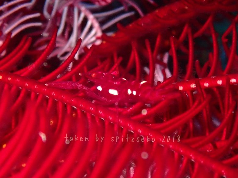 ラオメネス・コルヌトゥスかな?