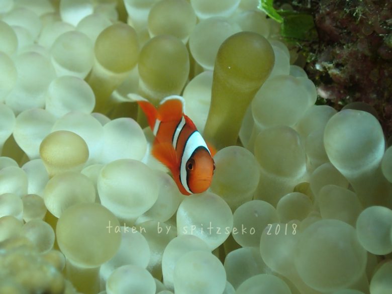 ハマクマノミ子供