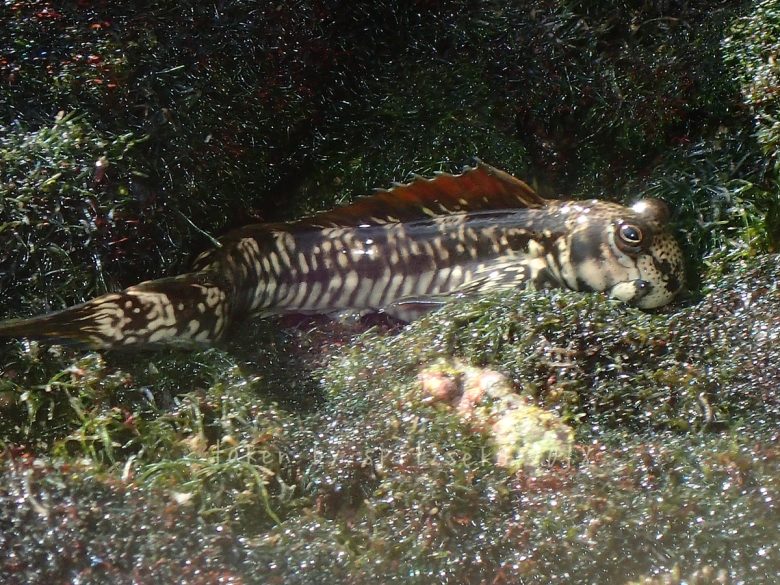 タマカエルウオ