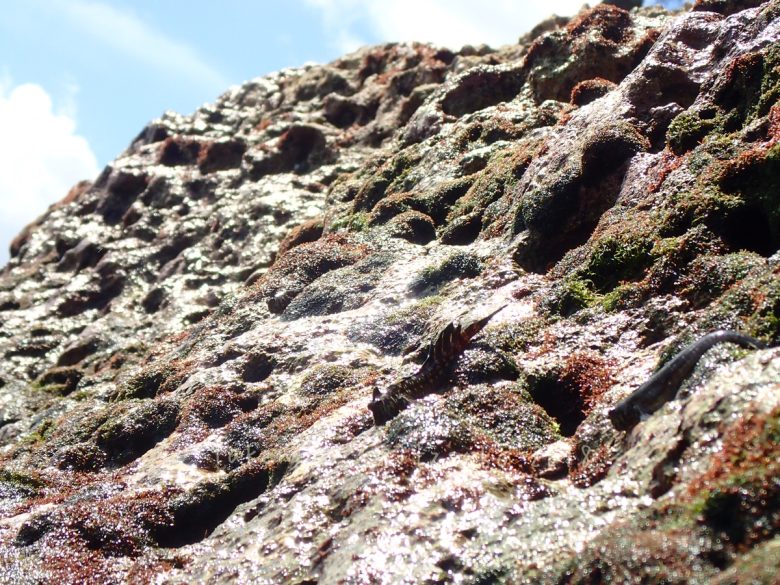 タマカエルウオ