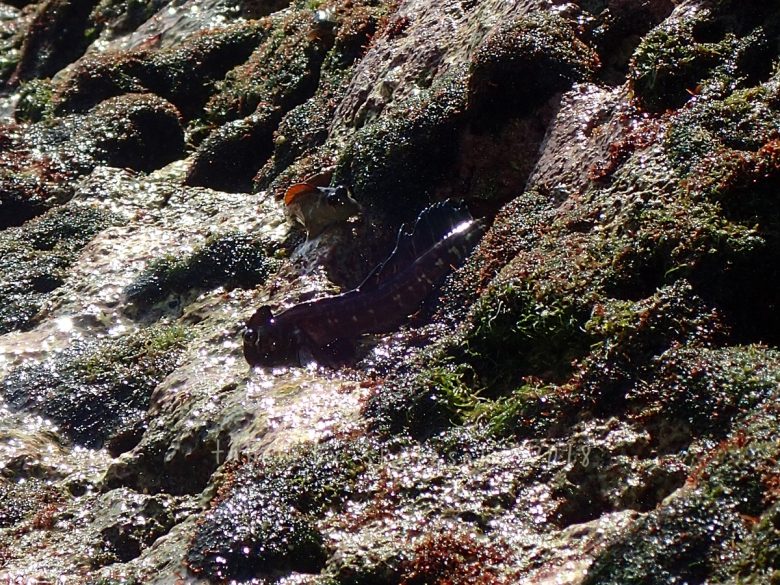 タマカエルウオ