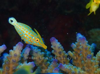 テングカワハギ