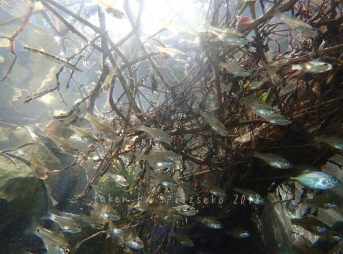 ゴミがたまるような場所にはイシモチたちが