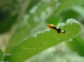 ヒレグロコショウダイ子供