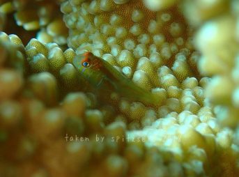 タスジコバンハゼかな