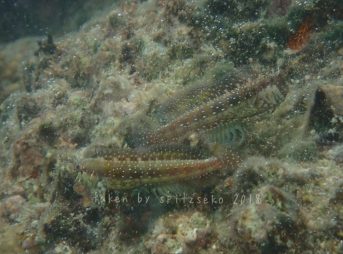 ヒレナガカエルウオ、ケンカ中