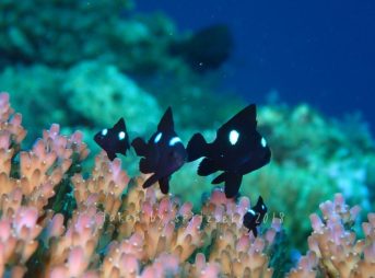 ミツボシクロスズメダイ子供