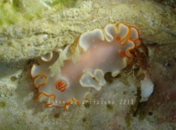 アカネサスウミウシ?