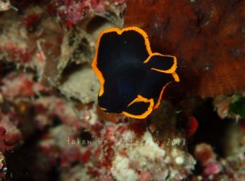 アカククリ子供