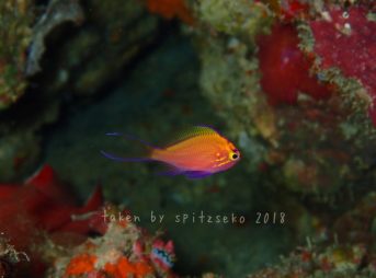 ハナゴンベ子供