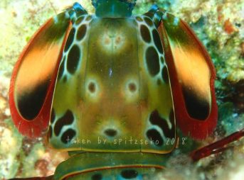 モンハナシャコの背にプードル