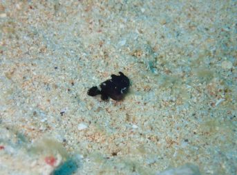 カエルアンコウの仲間、子供