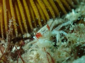 メイロケブカガニ