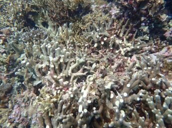 台風後、ボキボキに折れたユビエダハマサンゴ