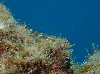 テングヘビギンポ