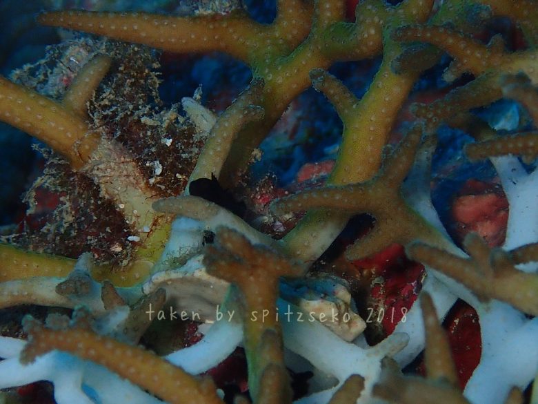 クロダルマハゼ