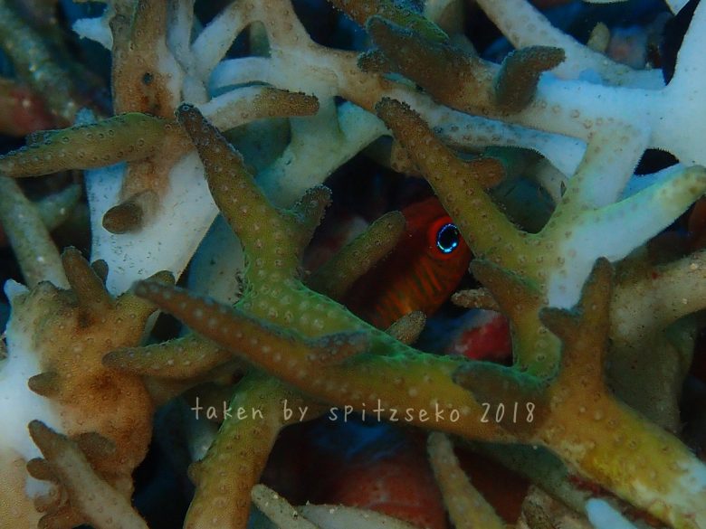 セノウヒカリイシモチ