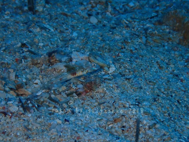 オニハゼ属の一種