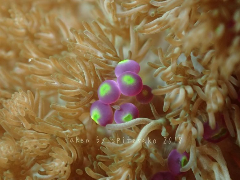 悪魔の実、ミノイソギンチャク