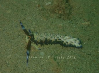 リュウキュウカスミミノウミウシ