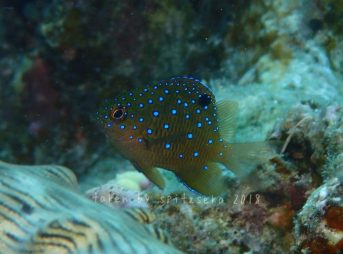 ルリホシスズメダイ子供